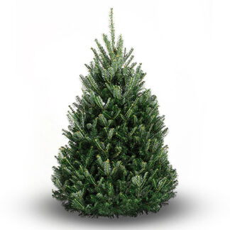 Balsam Fir Christmas Tree