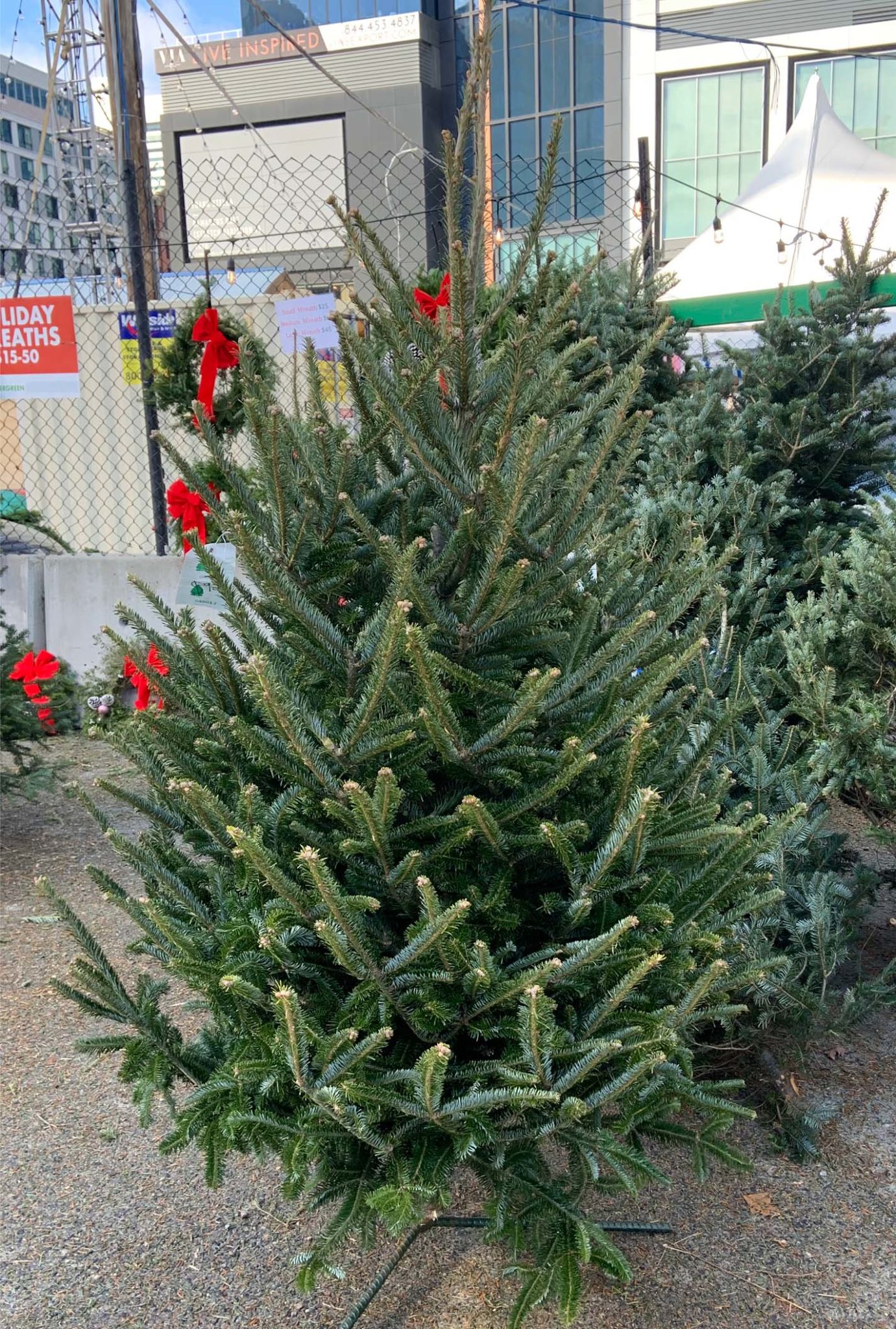 Nova Scotia Natural Christmas Tree EverGreen Boston Fresh Fish