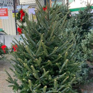 nova-scotia-natural-boston-christmas-tree