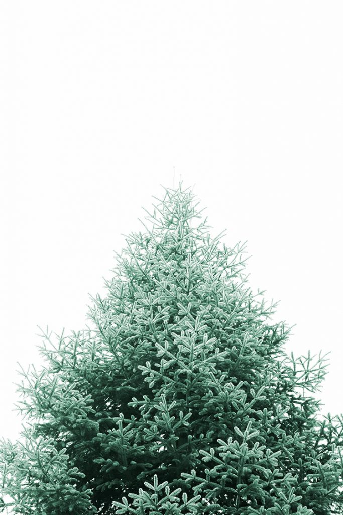 Sudbury Christmas Tree Delivery EverGreen Delivery Boston Christmas Tree Delivery