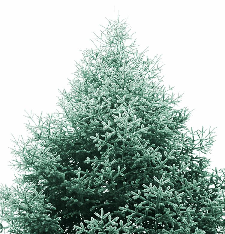 Sudbury Christmas Tree Delivery EverGreen Delivery Boston Christmas Tree Delivery