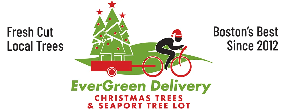Boston Christmas Tree Delivery Evergreen Christmas Tree