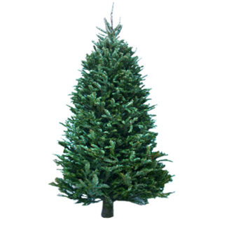 Silver Fir Christmas Tree