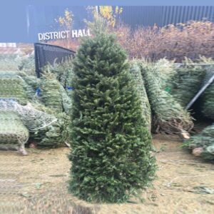 EverGreen Blue Balsam, Silver Fir, Cook Fir