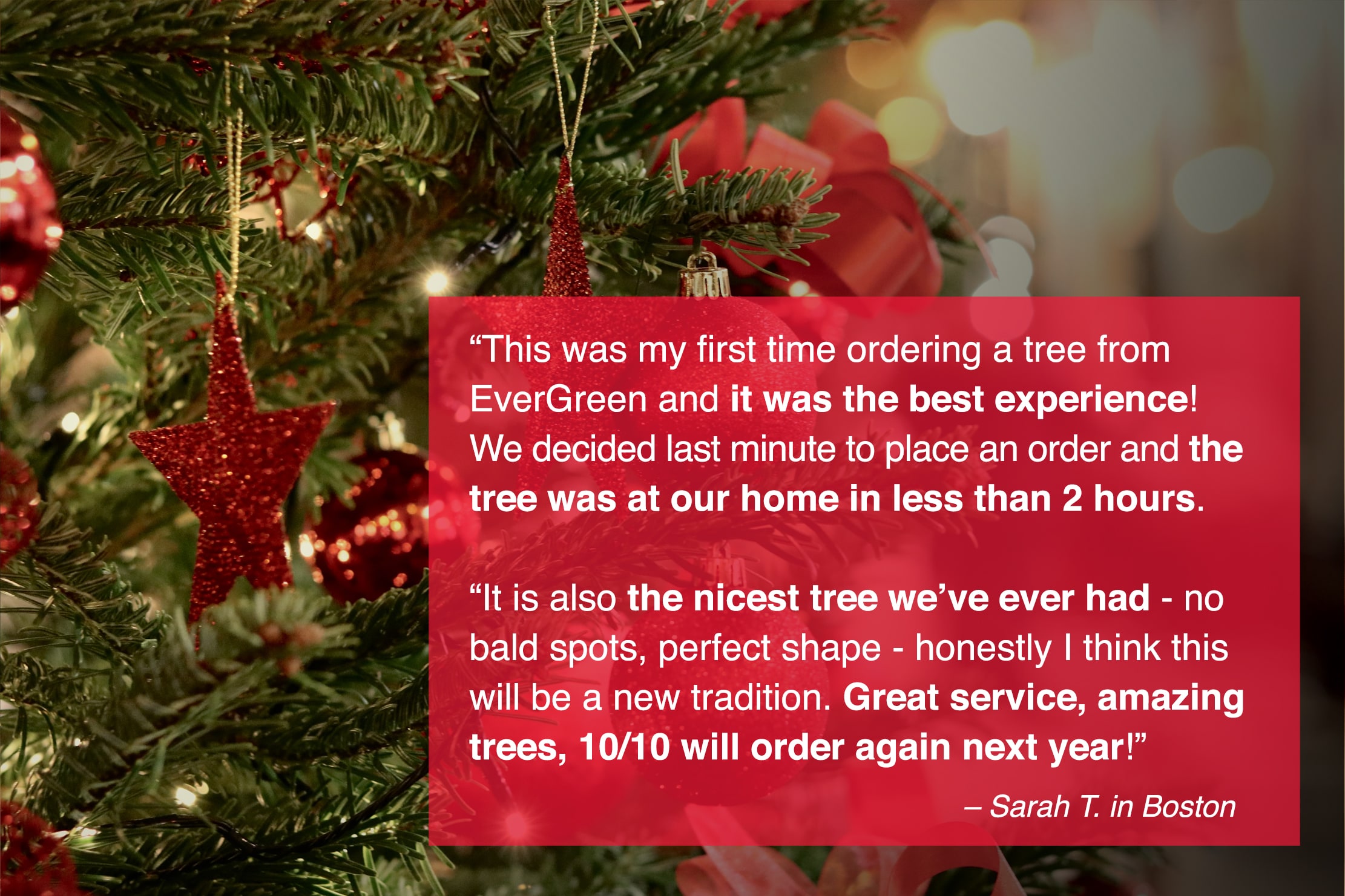 boston-christmas-tree-delivery-testimonial