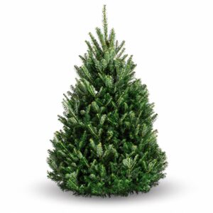 evergreen boston christmas tree delivery balsam fir christmas tree