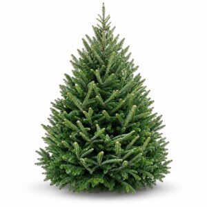 evergreen boston christmas tree delivery nova scotia christmas tree