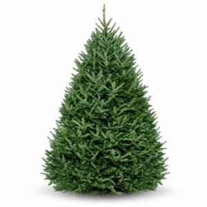 evergreen boston christmas tree delivery premium fraser fir christmas tree