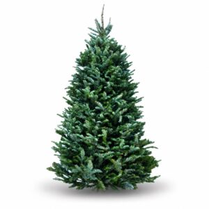 evergreen boston christmas tree delivery silver fir christmas tree