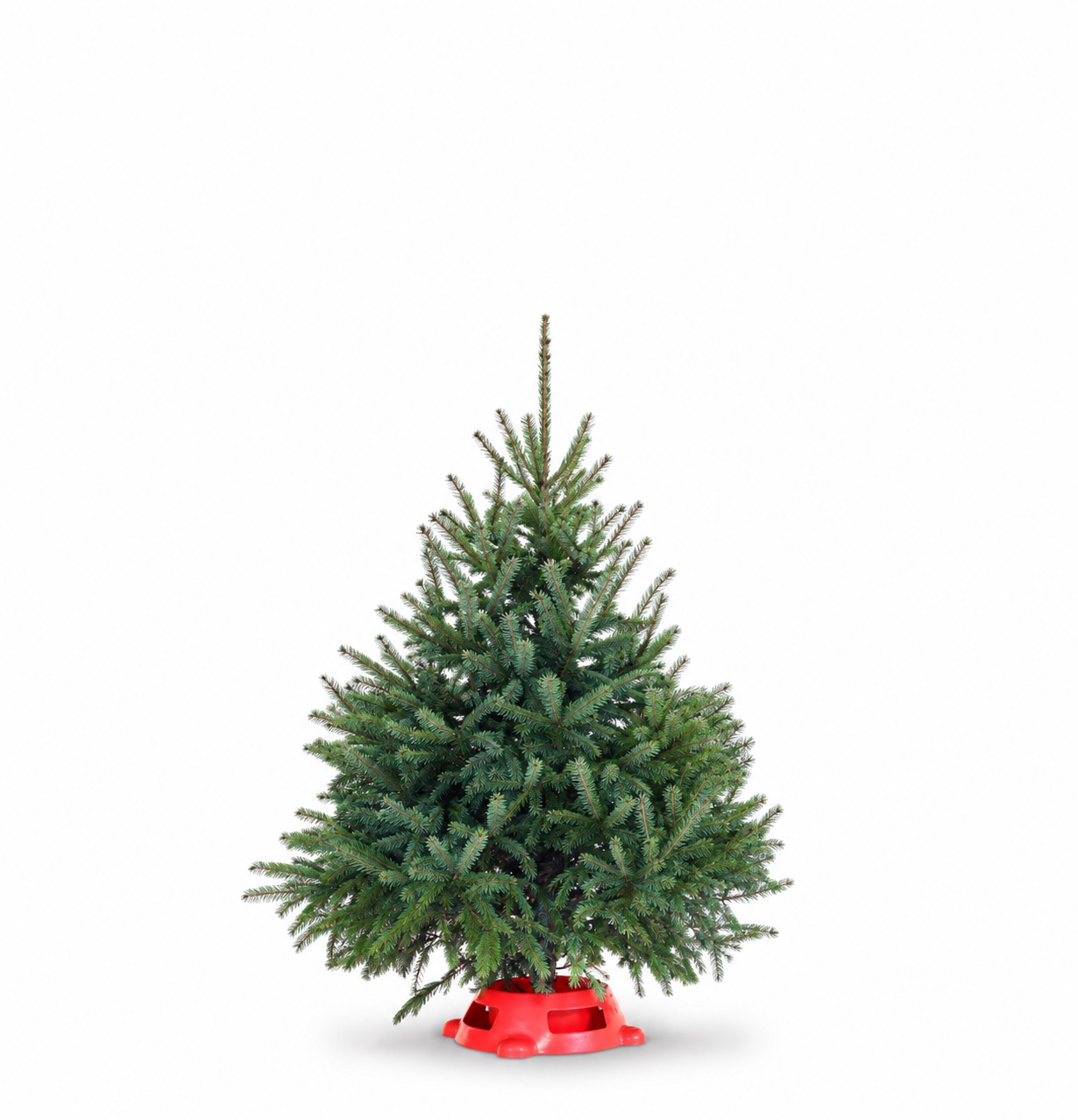 evergreen boston christmas tree delivery tabletop christmas tree