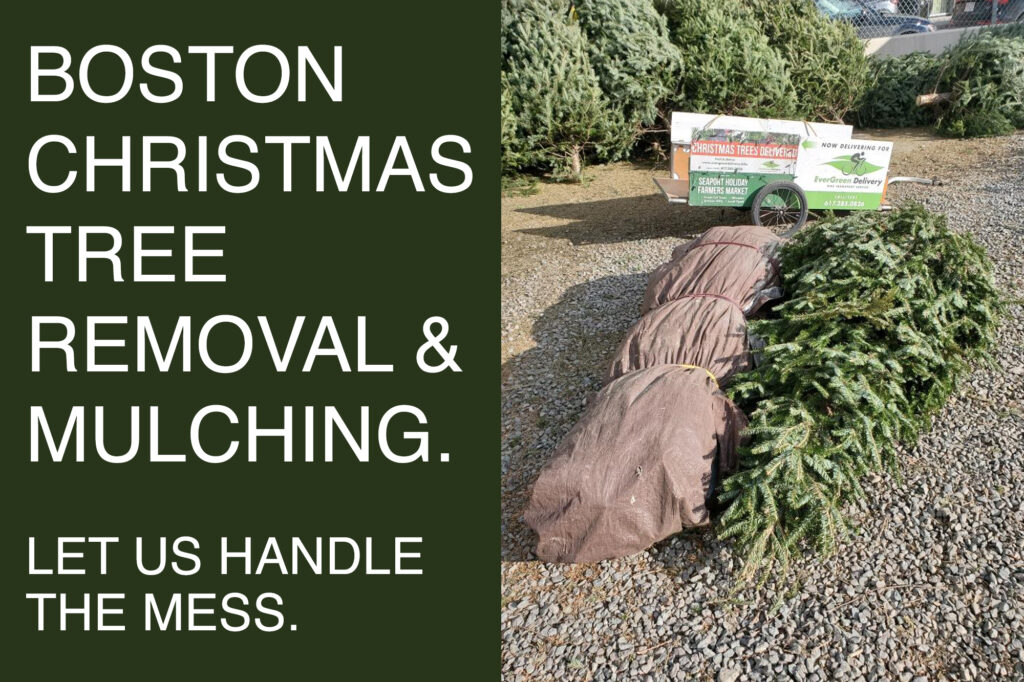 boston-christmas-tree-removal